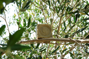Soap cube on a Tree