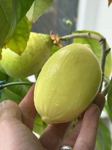 Lemon Soap in Lemon Tree