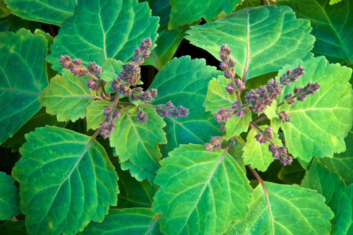 Patchouli Leaves