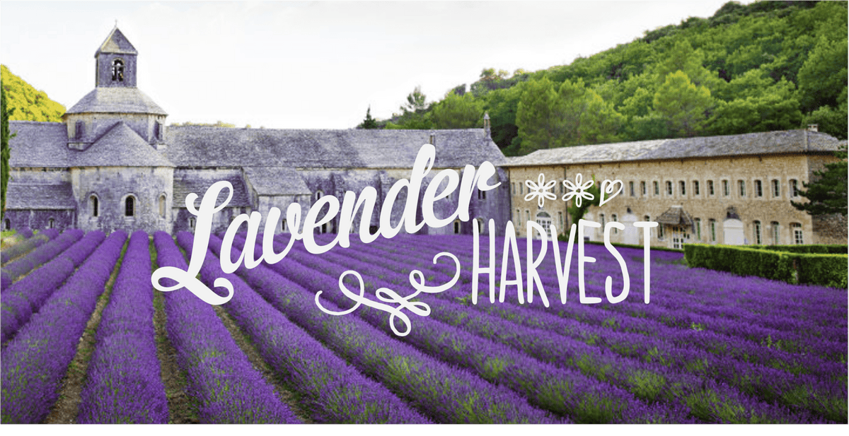 lavender in Provence