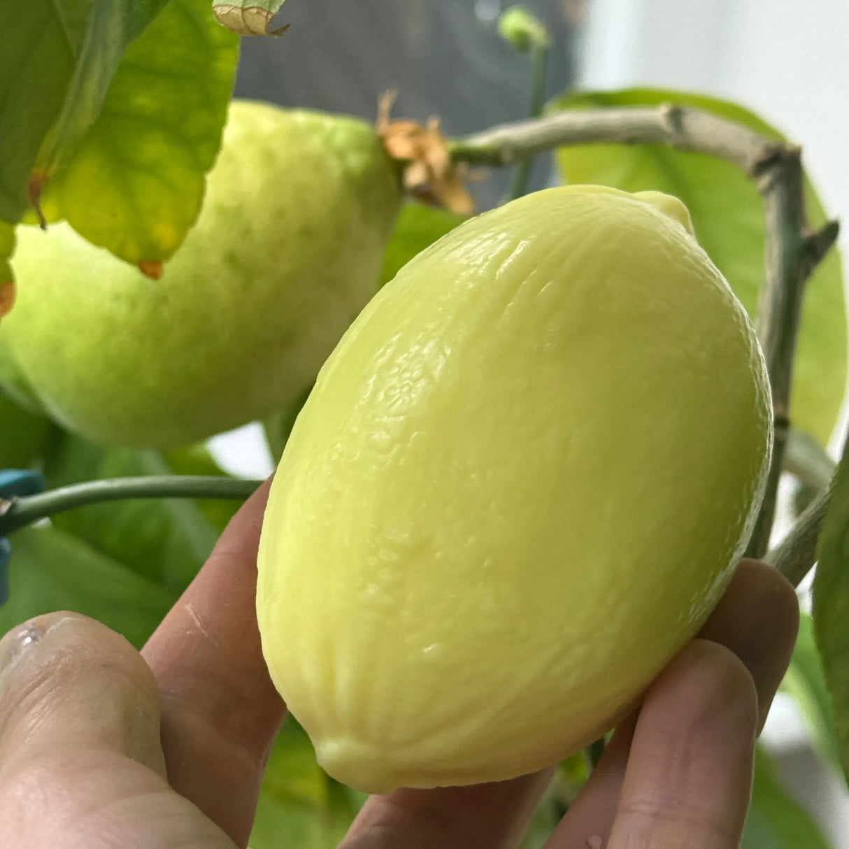 BLEU JAUNE Citron, Lemon shaped Marseille Soap with Shea Butter | 125g French Soaps UK