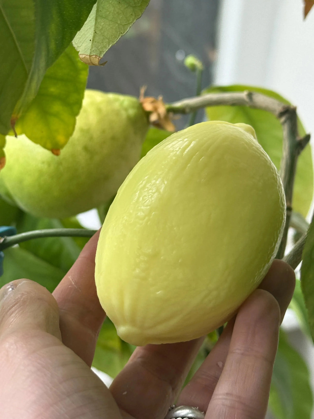 BLEU JAUNE Citron, Lemon shaped Marseille Soap with Shea Butter | 125g French Soaps UK