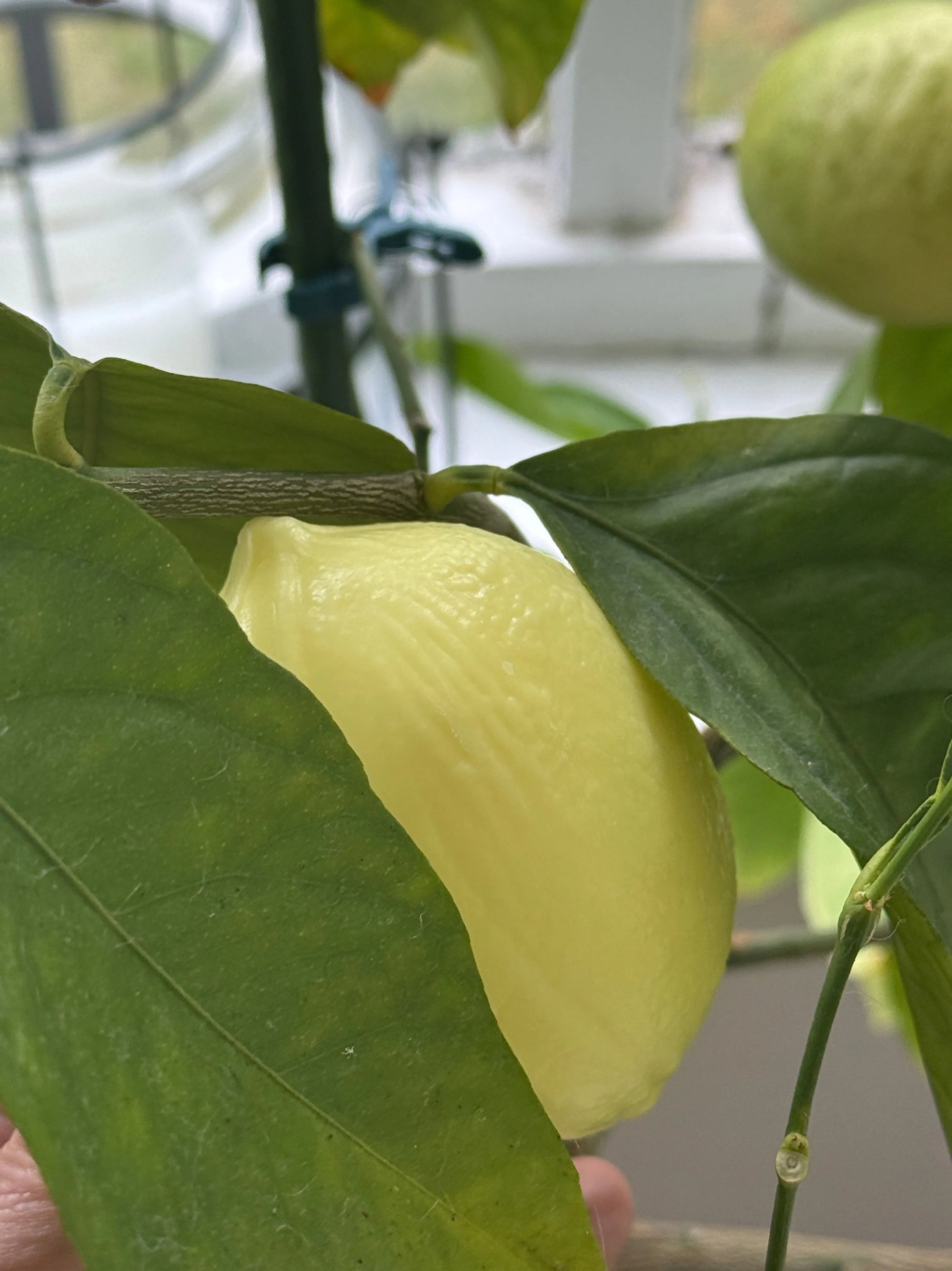 BLEU JAUNE Citron, Lemon shaped Marseille Soap with Shea Butter | 125g French Soaps UK