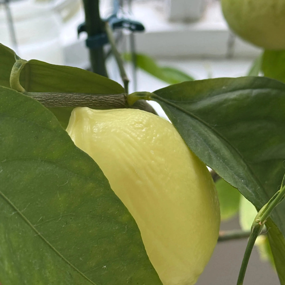 BLEU JAUNE Citron, Lemon shaped Marseille Soap with Shea Butter | 125g French Soaps UK