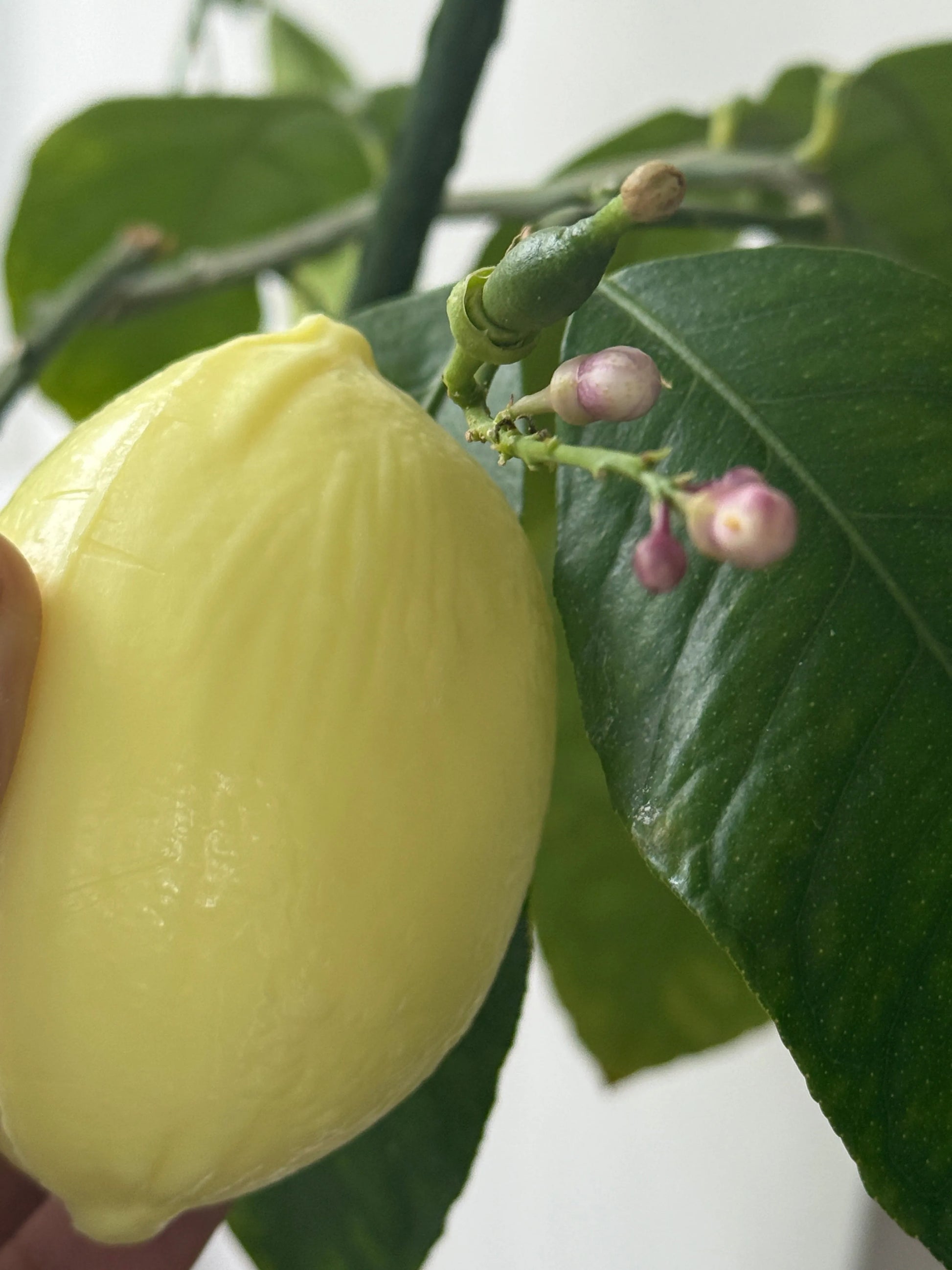 BLEU JAUNE Citron, Lemon shaped Marseille Soap with Shea Butter | 125g French Soaps UK