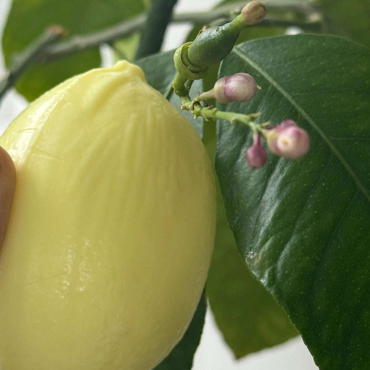 BLEU JAUNE Citron, Lemon shaped Marseille Soap with Shea Butter | 125g French Soaps UK