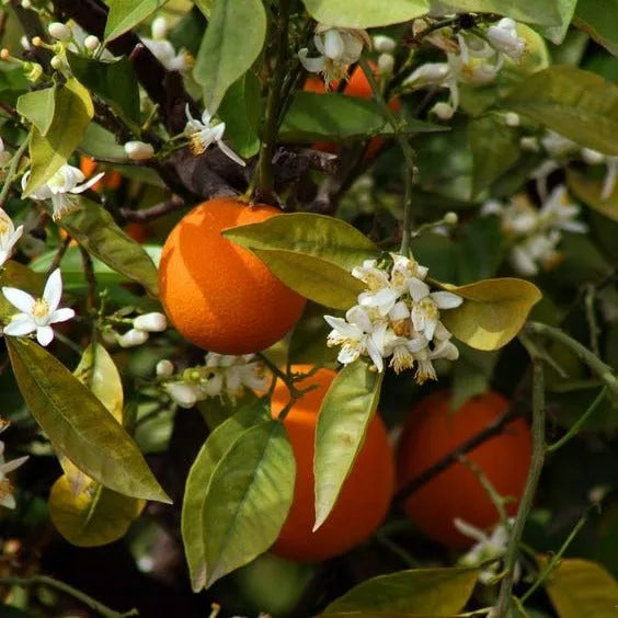 FER A CHEVAL Orange Blossom, Marseille Liquid Soap | 500ml French Soaps UK
