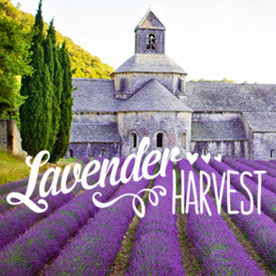 Lavender Harvest