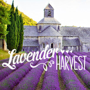 What has Lavender ever done for us?
