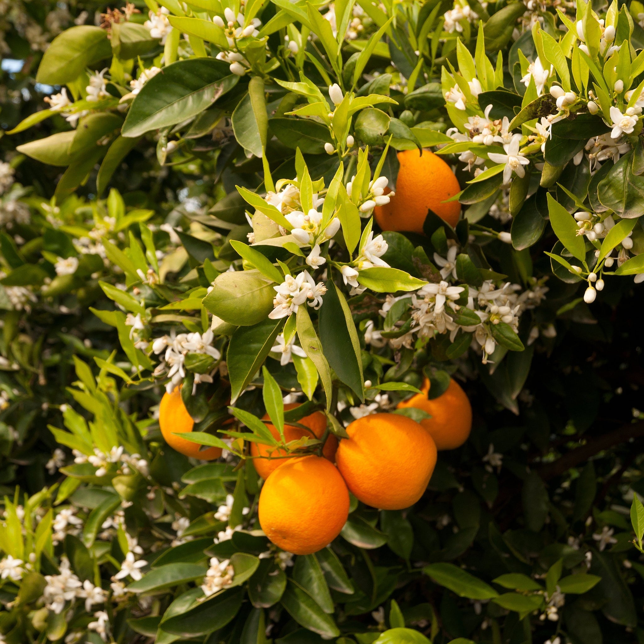 SEASONAL SCENTS - TREE BLOSSOM
