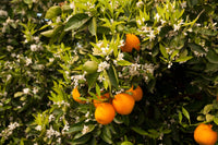 SEASONAL SCENTS - TREE BLOSSOM