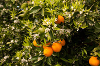 SEASONAL SCENTS - TREE BLOSSOM