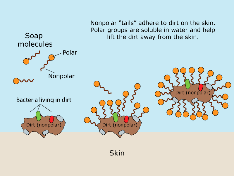 Why does soap work?