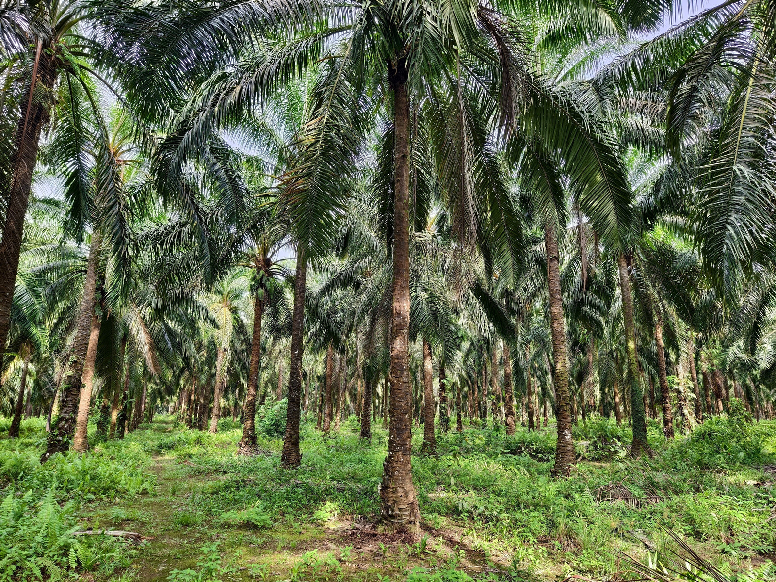 Palm Forest photo