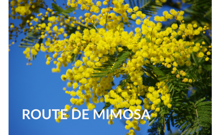 Flowering Provence Mimosa in front of Blue Sky