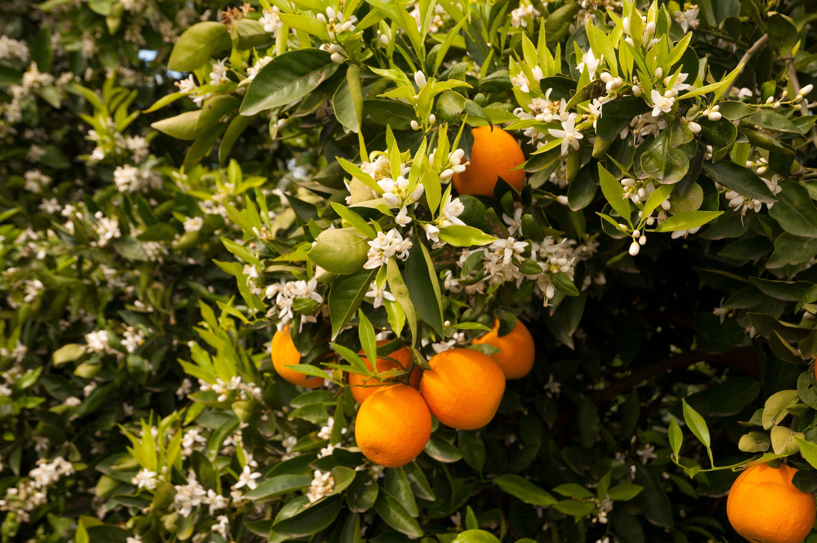 Oranges & Orange Blossom on Tree in Provence