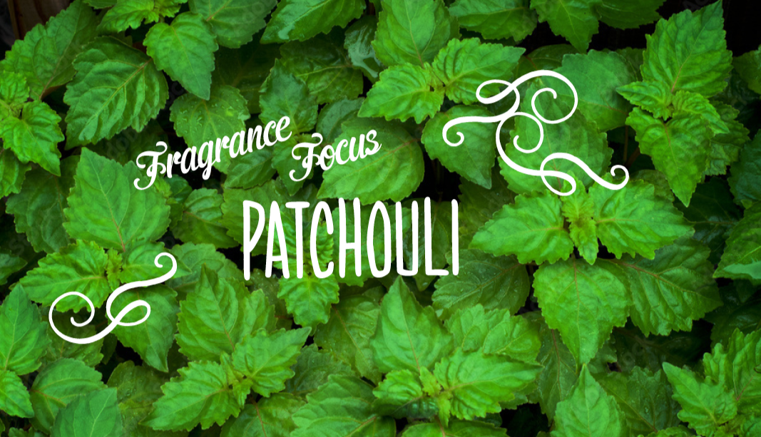 Green Patchouli leaves