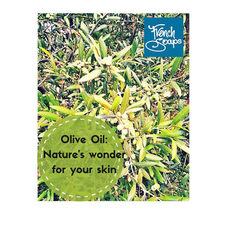 Olive Tree
