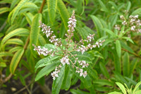 Verbena flowers growing in Provence
