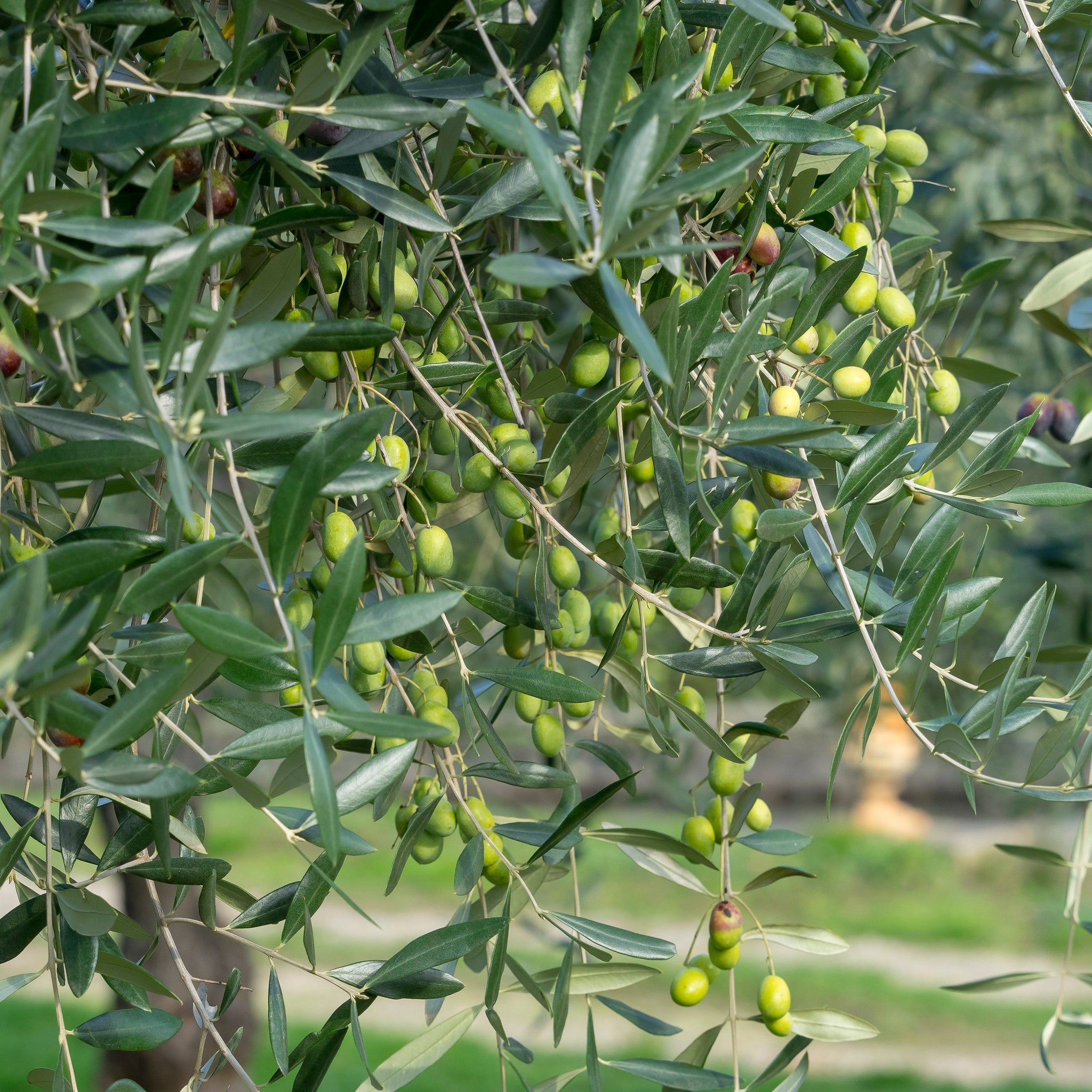 Olive Tree in Provence