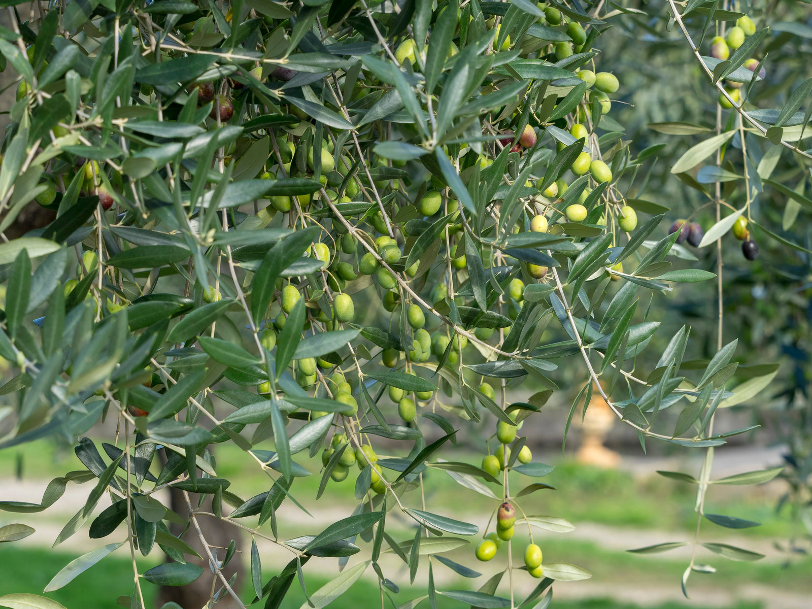 Olive Tree in Provence