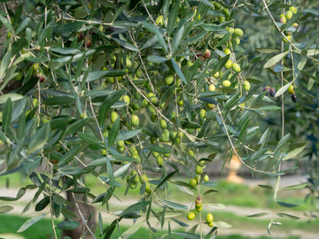 Olive Tree in Provence
