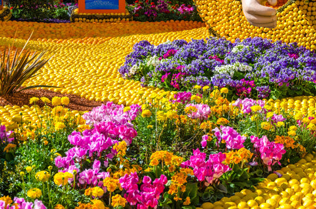 Seasonal Soaps - Citrus Festival
