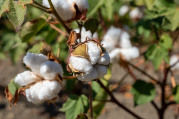 Cotton Flower