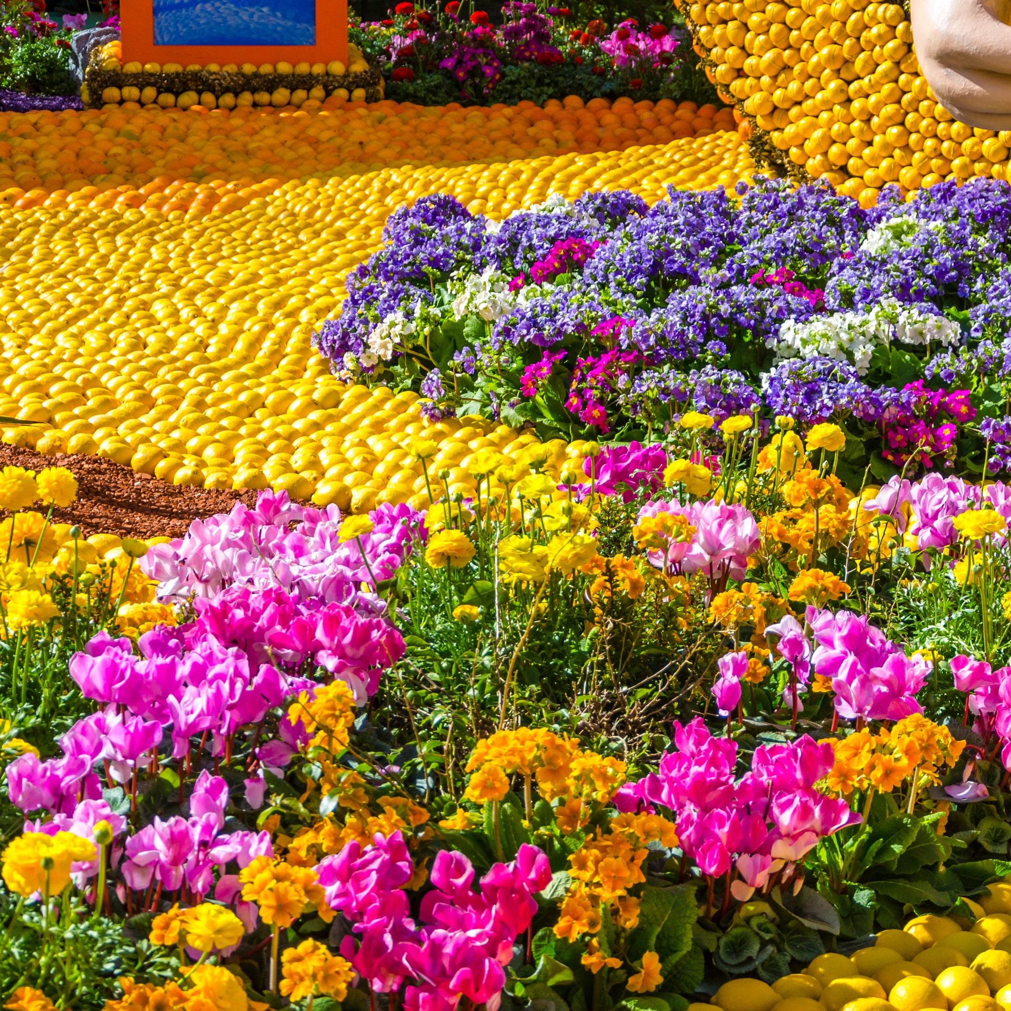 The Winter Edit - Citrus Festival