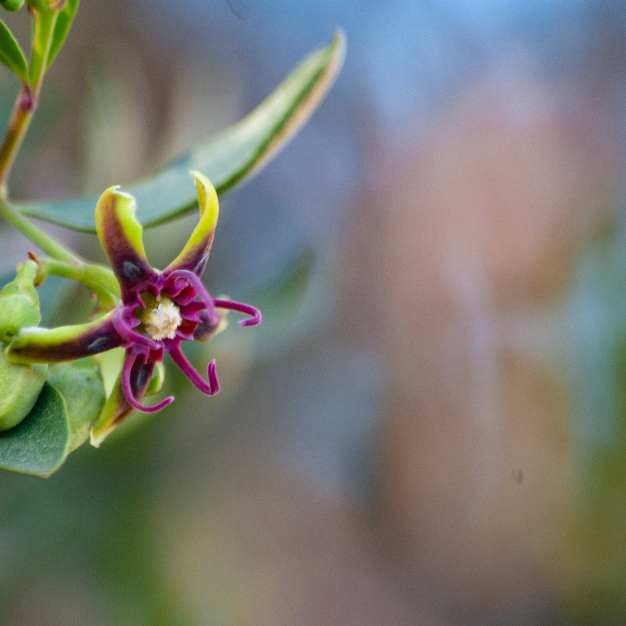Argan Flower & Argan Oil