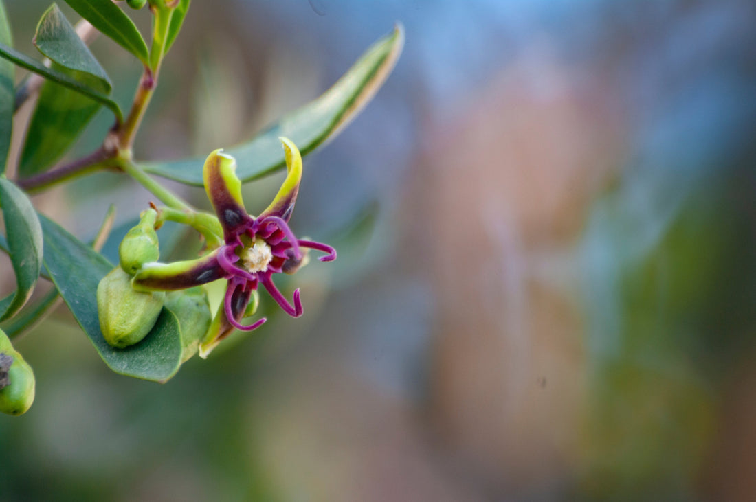 Argan Flower & Argan Oil
