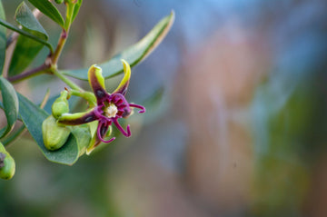 Argan Flower & Argan Oil