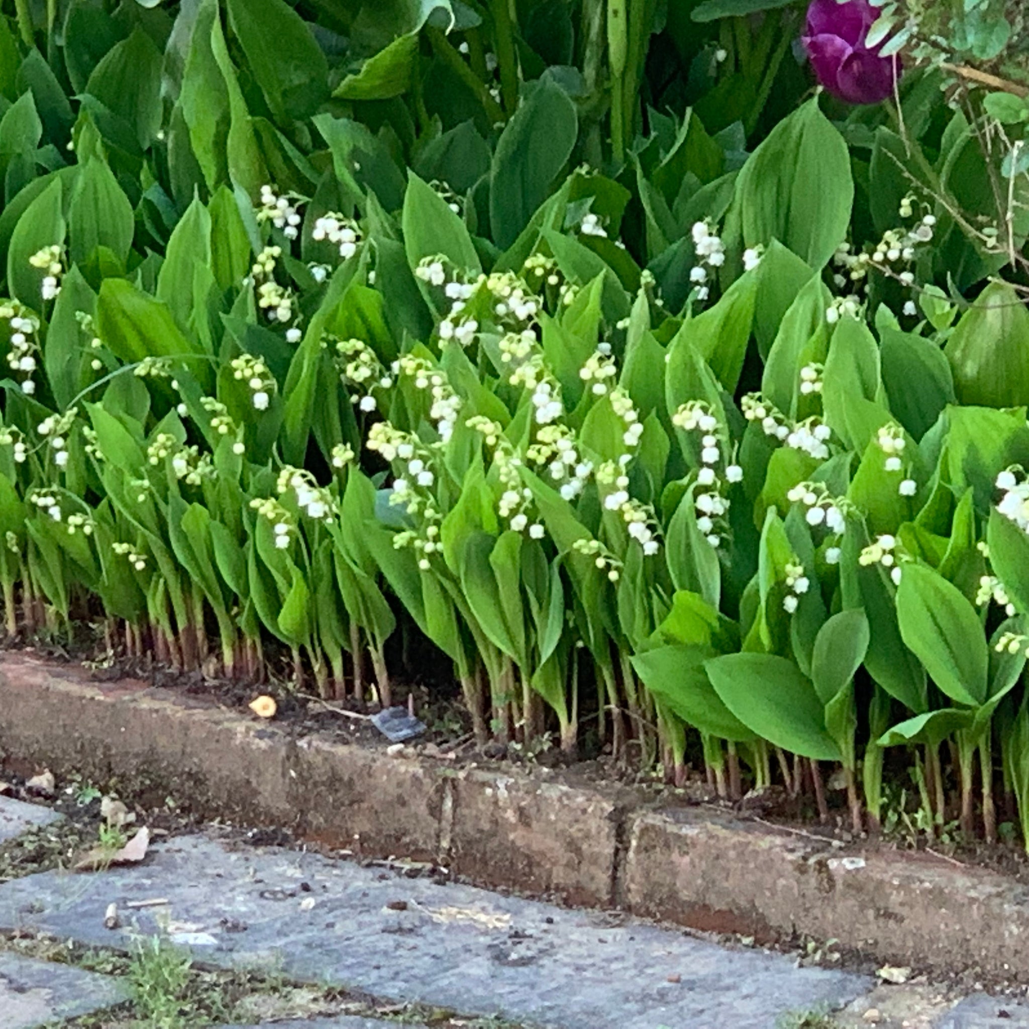 La Fête du Muguet