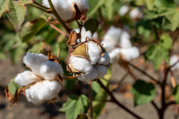 Cotton Flower