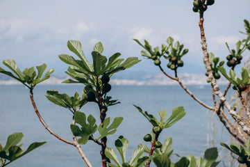 FIG