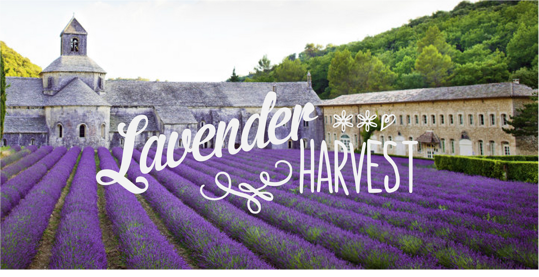 Lavender Harvest