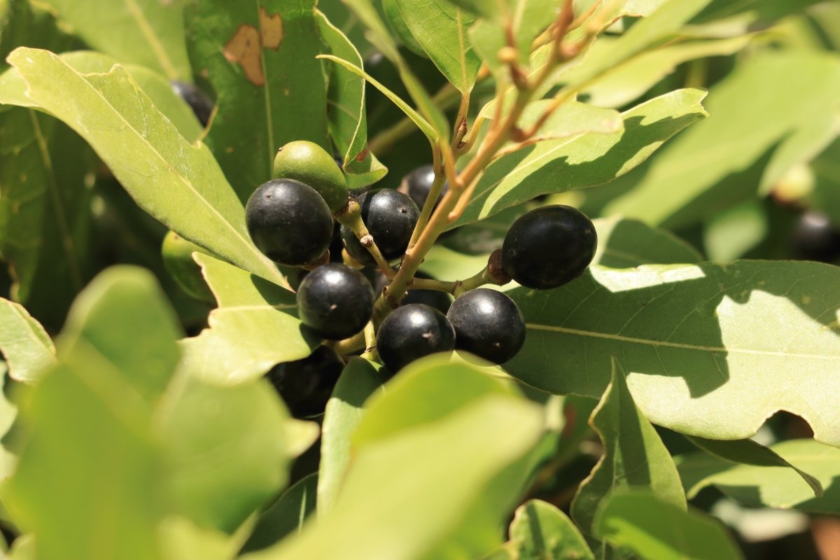 Syrian Laurel berries on a tree