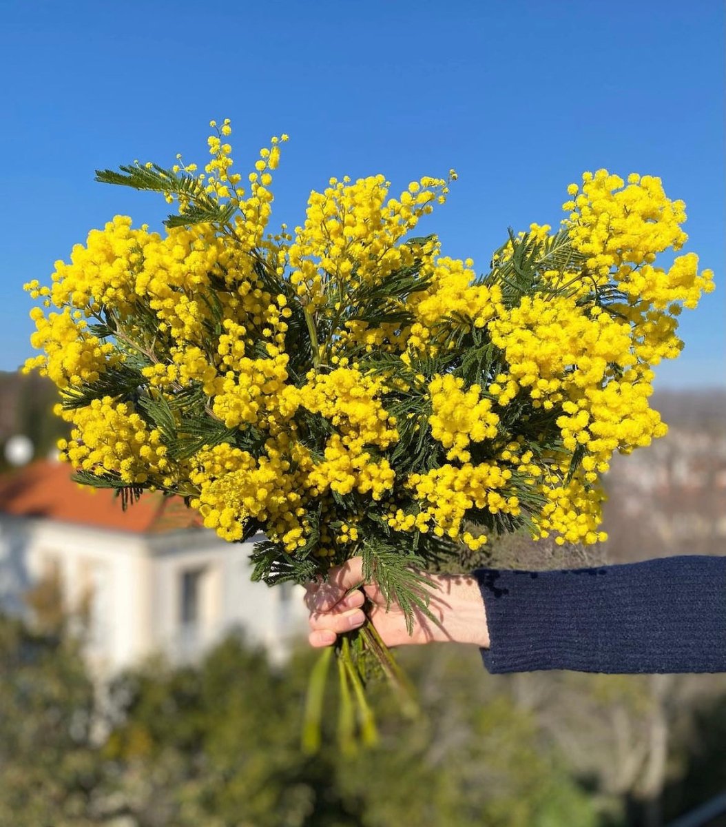A handheld bunch of Mimosa in Provence