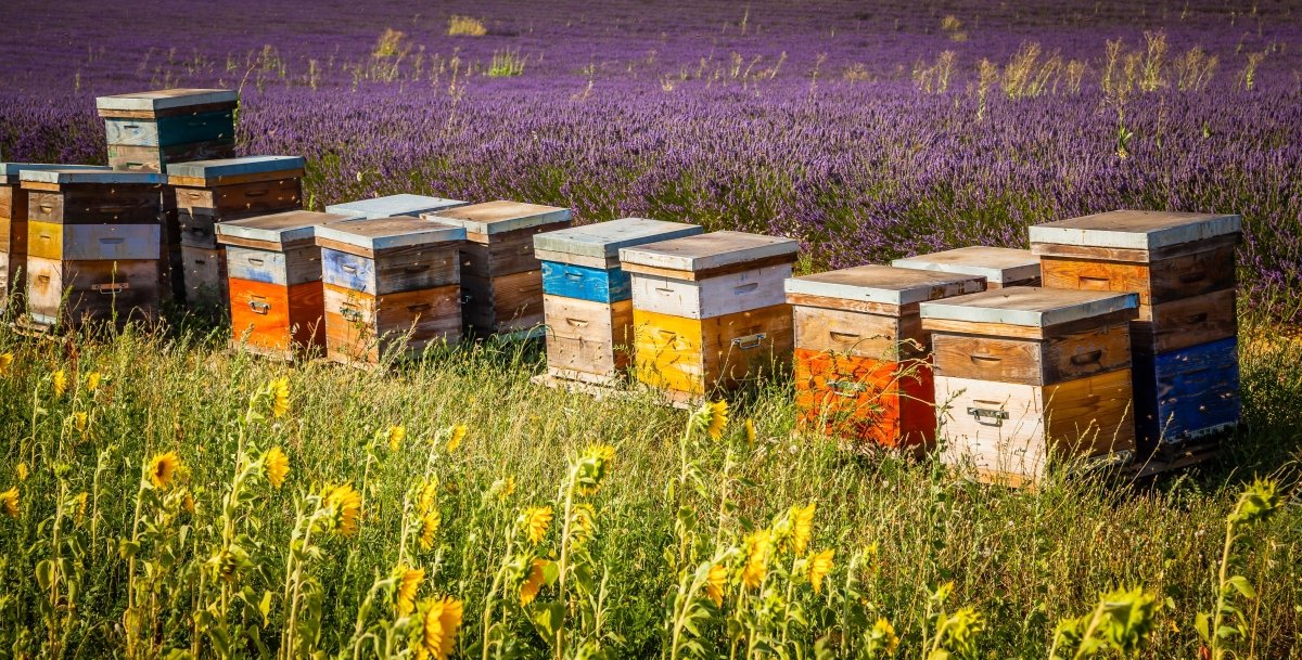 HONEY (Miel) - FrenchSoaps