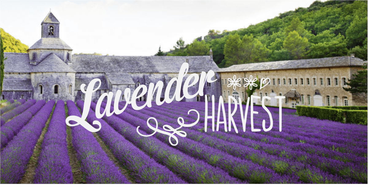 Lavender Harvest REDIRECT - FrenchSoaps