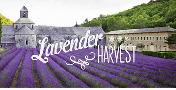 Lavender Harvest REDIRECT - FrenchSoaps